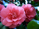 1054265-4-camellia-double