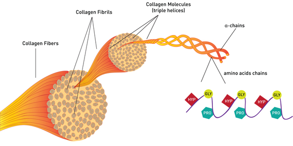 collagen-structure