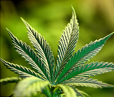 marijuana image webmd